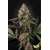 Paradise Seeds Caramba 3 pcs