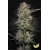 Paradise Seeds Candy Breath 3 db