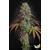 Paradise Seeds Blue Gem 3 db