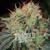 Blimburn Seeds Fat Bastard 9db