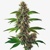 Blimburn Seeds Fat Bastard Auto 6db