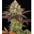 Barney's Farm Apple Fritter  5 db