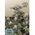 FastBuds Frostbanger Auto 10 pcs