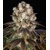 Barney's Farm Bruce Banner 5 db