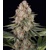 Barney's Farm Mendo Breath 5 db