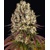 Barney's Farm Sour Diesel 3 db