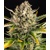 Barney's Farm Strawberry Cheescake Auto 3 pcs