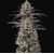 GrowersChoice Tropicana Cherry 5 pcs