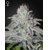 Green House Seed Co. Franco's Lemon Cheese 5 pcs