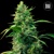 Auto STRAWBERRY FERRY 1 pcs