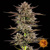 Barney's Farm Frosted Zinn x 3 Bears OG Auto 5 seeds