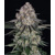Barney's Farm Sour Diesel Auto 5 seeds