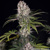 Barney's Farm Amnesia Haze 5 seeds