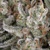 Barney's Farm Amnesia Haze 5 seeds