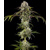 Barney's Farm Durban Poison 5 db