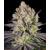 Barney's Farm Runtz 5 seeds