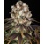Barney's Farm Bruce Banner 5 pcs
