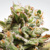Paradise Seeds Dutch Dragon 1 pcs