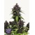 FastBuds Purple Haze Auto 5 pcs
