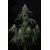FastBuds Banana Cherry Cookies 3 seeds