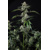 FastBuds Banana Guava 3 seeds