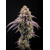 FastBuds Biscotti Gelato 3 seeds