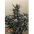 FastBuds Guava Auto RF3 3 seeds