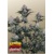 FastBuds Lemon Cherry Sundae Auto 5 seeds