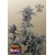 FastBuds Mango Cherry Runtz Auto 3 seeds