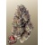 FastBuds Papaya Sherbet 3 seeds