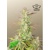Fast Buds Z- Up Auto 3 seeds