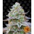 Barney's Farm Gorilla Zkittlez 5 seeds