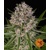 Barney's Farm Lemon Haze Auto 5 db
