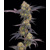 Barney's Farm Tropicana Cherry 5 seeds