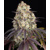 Barney's Farm Gary Payton 5+5 seeds