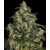 Barney's Farm Blue Gelato 41 10 + 10 seeds