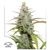 Dutch Passion Seed Company Mokum's Tulip 5 seeds