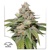 Dutch Passion Seed Company Mokum's Tulip Auto 7 seeds
