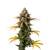 GrowersChoice Brain Damage Auto 5 seeds