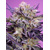 Sweet Seeds Pink Guava F1 Fast Version 5 pcs