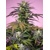 Sweet Seeds Gelonade 5 pcs
