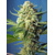 Sweet Seeds S.A.D. Sweet Afgani Delicious Auto 5+2 pcs