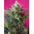 Sweet Seeds Big Devil XL Auto 5 pcs