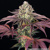 Barney's Farm Granddaddy Purple 5 pcs